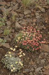 Eriogonum douglasii
