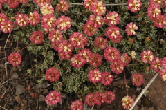 Eriogonum douglasii