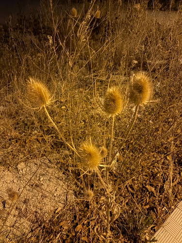 wild teasel
