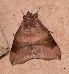 Bastilla hamatilis