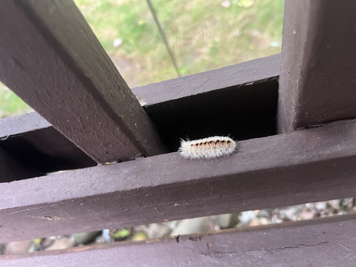 Hickory Tussock Moth