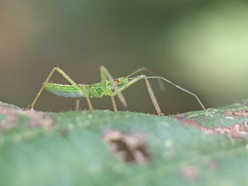 Pale Green Assassin Bug