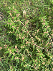 Euphorbia maculata, photograph (c) 岸本年郎, some rights reserved (CC BY)