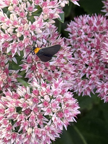 Yellow-collared Scape Moth