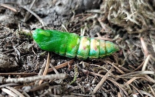 Pine Hawkmoth
