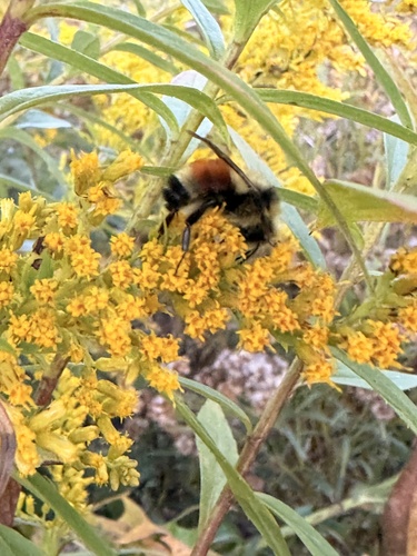Tricolored Bumble Bee