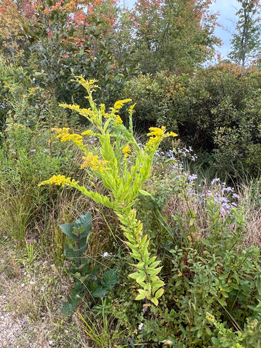 common wrinkle-leaved goldenrod
