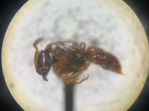 Indolent Ant
