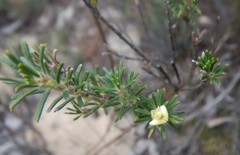 Phyllota pleurandroides