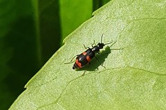 Anthocomus fasciatus