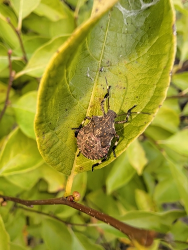 Brown Marmorated Stink Bug