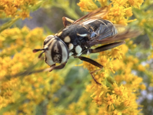 Bald-faced Hornet Fly