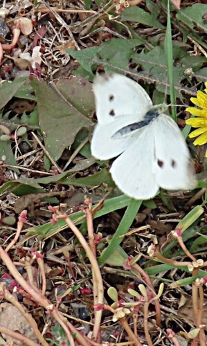 Small White
