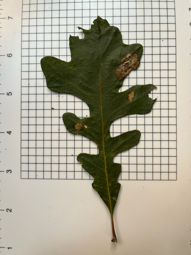 Quercus macrocarpa, photograph 2