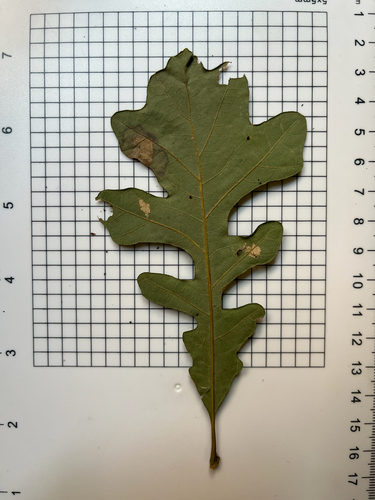 Quercus macrocarpa, photograph 3