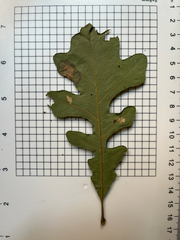 Quercus macrocarpa, photograph (c) Andrew Sebastian, some rights reserved (CC BY)