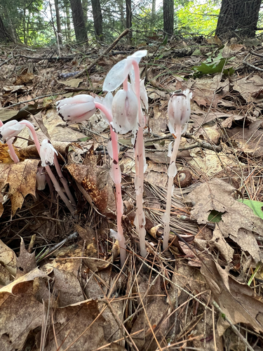Ghost Pipe