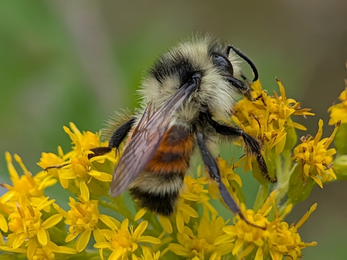Tricolored Bumble Bee
