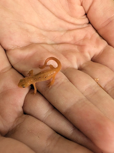 Eastern Newt