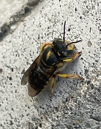 European Woolcarder Bee