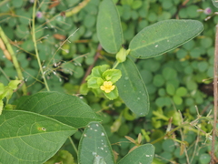 Mecardonia procumbens