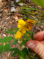Senna acclinis