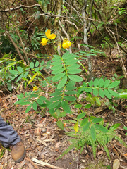 Senna acclinis