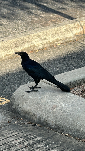 Great-tailed Grackle