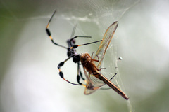 Trichonephila clavipes image