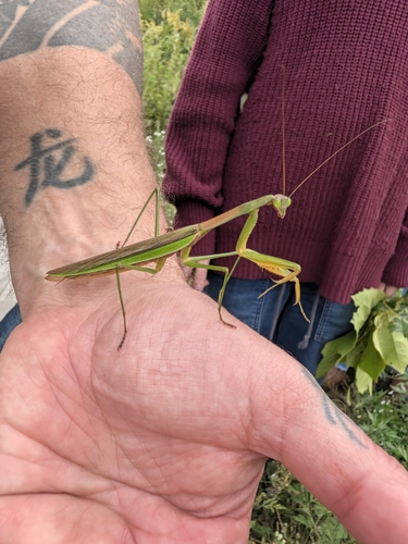 Chinese Mantis