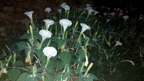 Sacred Datura
