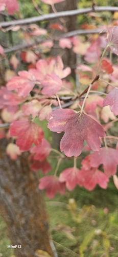golden currant