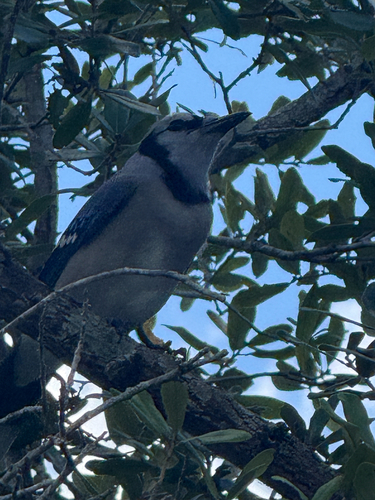 Blue Jay