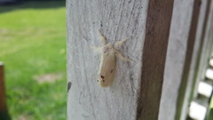 Euproctis haemodetes