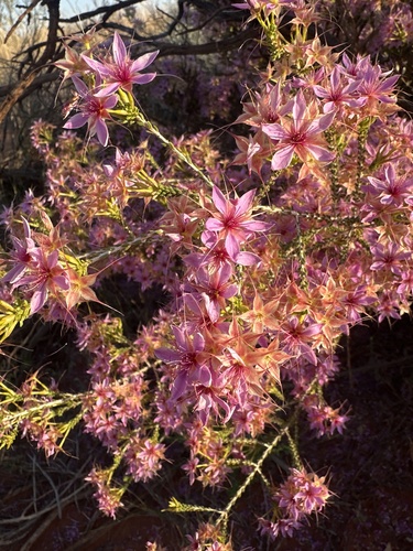 Calytrix carinata