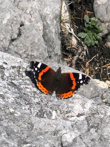 Red Admiral