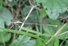 Pseudocopera annulata