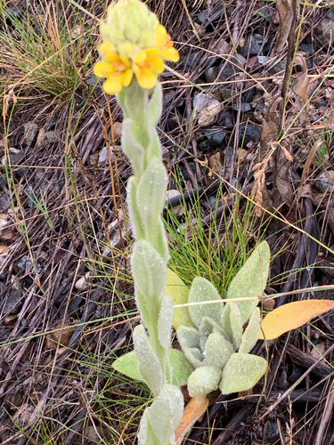 great mullein