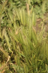 Hordeum murinum leporinum