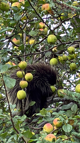 North American Porcupine