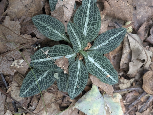downy rattlesnake plantain
