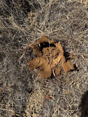 Elephant-skin Puffball