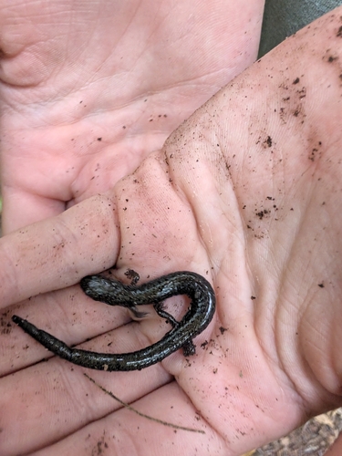 Eastern Red-backed Salamander