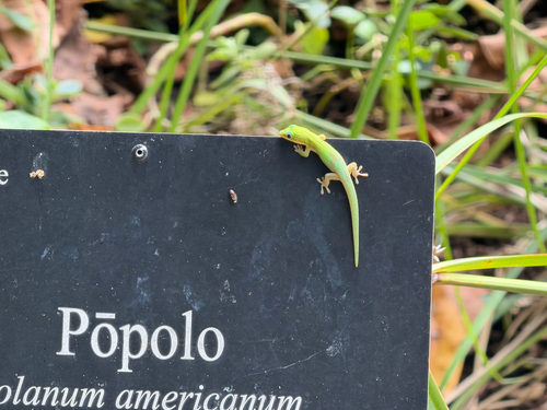Phelsuma laticauda observed 2026-09-25