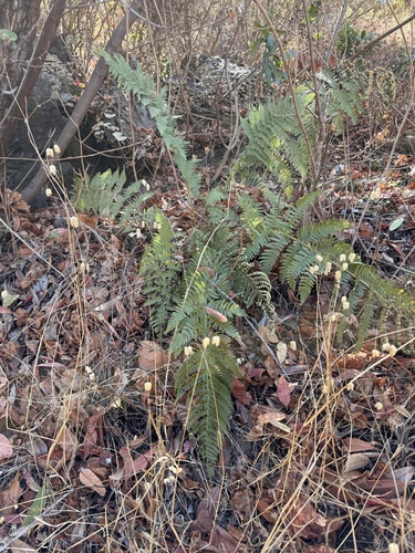coastal woodfern