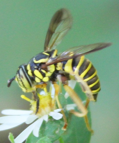 Eastern Hornet Fly