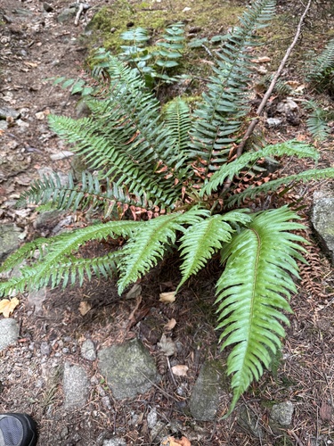 western sword fern