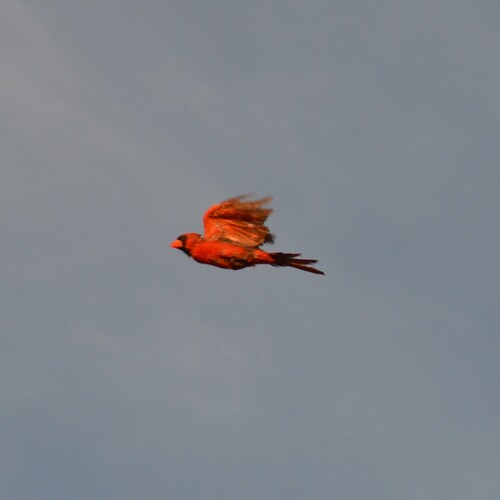 Northern Cardinal