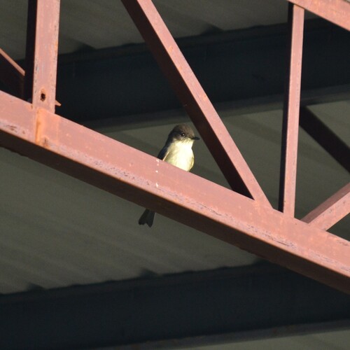 Eastern Phoebe