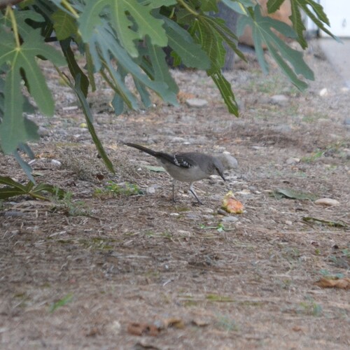 Northern Mockingbird